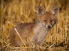 Young foxes sleeping and playing in the grainfield @ Givisiez, 17.07.2012