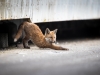 Urban Foxes by STEMUTZ, Spring 2019