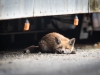 Urban Foxes by STEMUTZ, Spring 2019